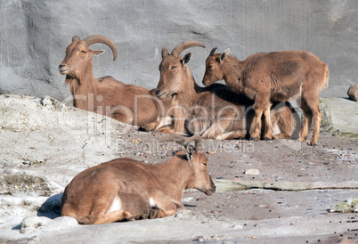 Steinbock