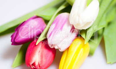 Tulpen