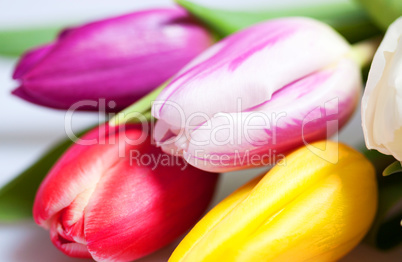 Tulpen