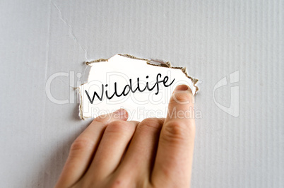 Wildlife text concept