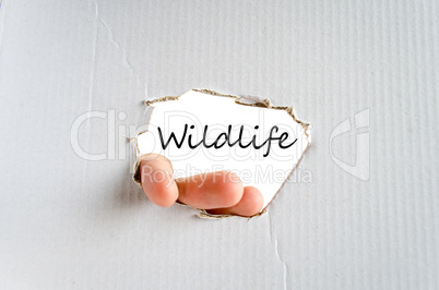 Wildlife text concept