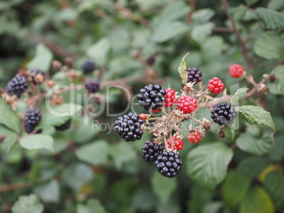 Blackberry fruits