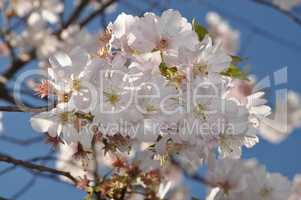 Kirschblüten