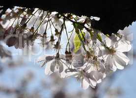 Kirschblüten