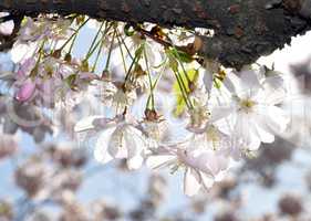 Kirschblüten