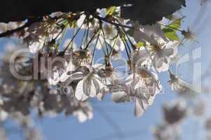 Kirschblüten