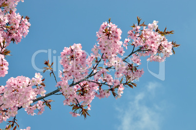 Blüten der Zierkirsche