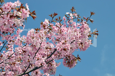 Blüten der Zierkirsche