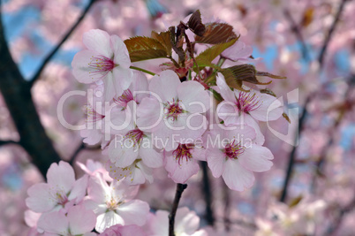 Blüten der Zierkirsche