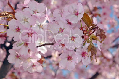 Blüten der Zierkirsche