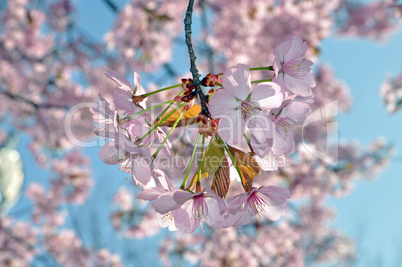 Blüten der Zierkirsche