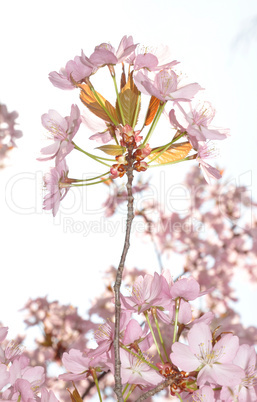 Blüten der Zierkirsche