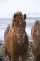 Young Icelandic foal
