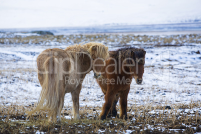 Two Icelandic horses in wintertime