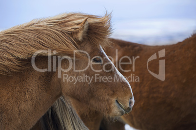 Portrait of a brown Icelandic horse