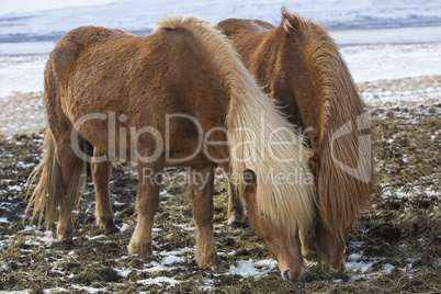 Two Icelandic horses in wintertime