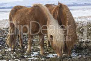 Two Icelandic horses in wintertime