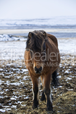 Portrait of a brown Icelandic horse