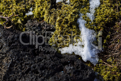Closeup of fragile Icelandic moss