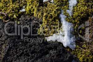 Closeup of fragile Icelandic moss