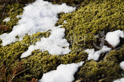 Closeup of fragile Icelandic moss