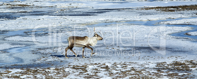 Reindeer in Iceland