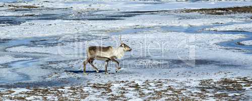 Reindeer in Iceland