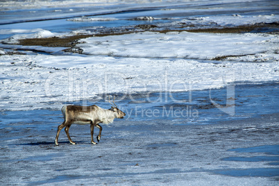 Reindeer in Iceland