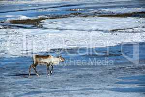 Reindeer in Iceland