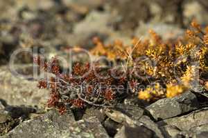 Shrubs in spring