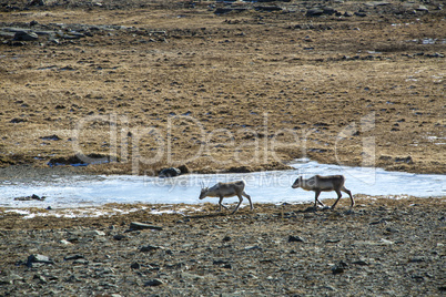 Herd of reindeer in Iceland