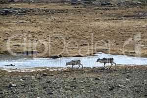 Herd of reindeer in Iceland