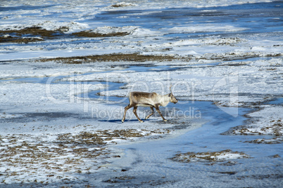 Reindeer in Iceland