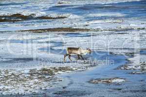 Reindeer in Iceland