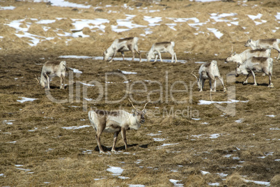 Herd of reindeer in Iceland