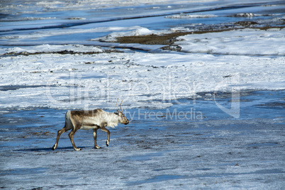 Reindeer in Iceland