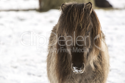 Icelandic horse in wintertime
