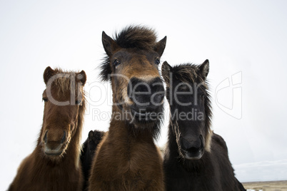 Curious Icelandic horses