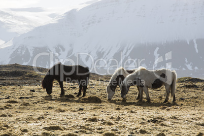 Icelandic horses in wintertime
