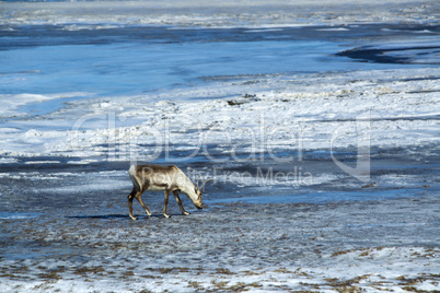 Reindeer at a lake