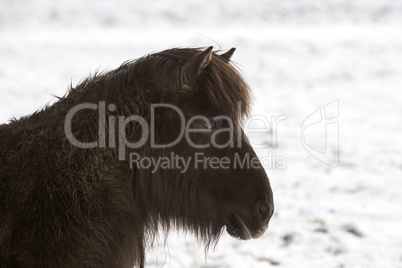 Portrait of a black Icelandic horse