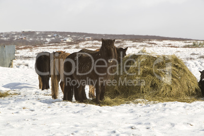 Icelandic horses in winter