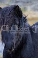Portrait of a black Icelandic horse