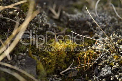 Spring awakening in Iceland