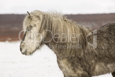 Portrait of an Icelandic horse