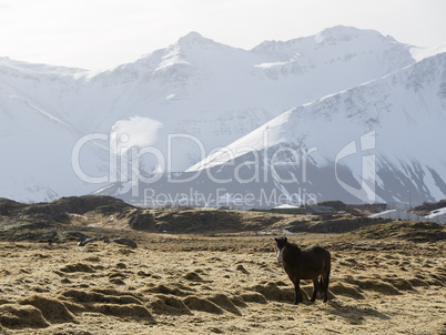Icelandic pony in wintertime