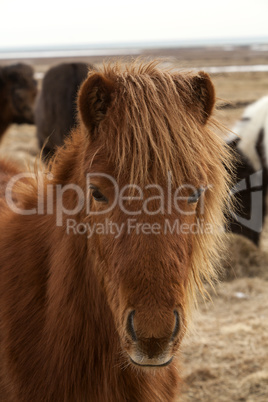 Portrait of a brown Icelandic horse