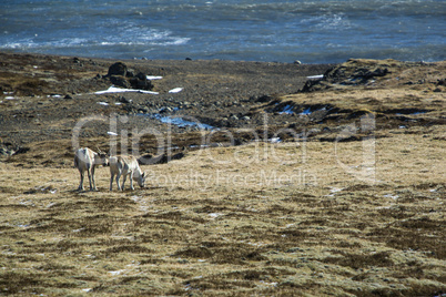 Reindeers in Iceland