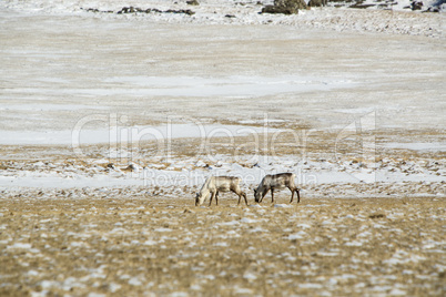 Reindeers in Iceland