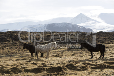 Herd of Icelandic horses in spring